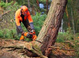 Trusted Farmerville, LA Tree Care Services Experts