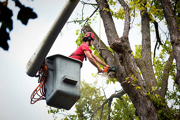 Best Tree Disease Treatment  in Farmerville, LA